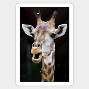 Giraffe portrait on black background Sticker